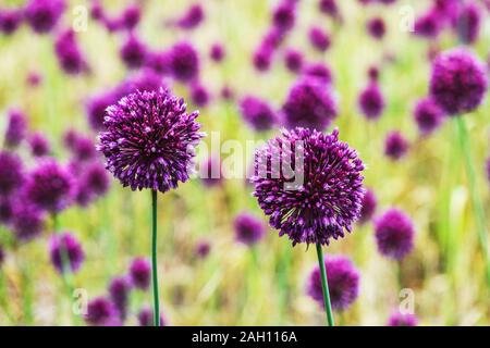 Allium hollandicum 'sensazione viola' bokeh sensazione viola allio Foto Stock