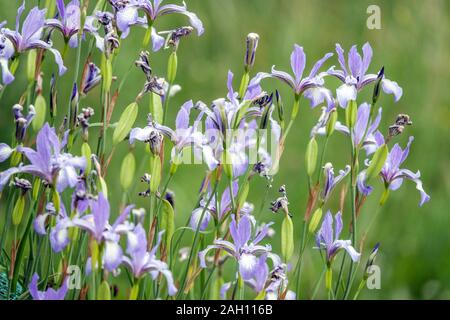 Iris prismatica slanciata Bandiera Blu Iris Foto Stock