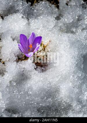 Primo crocus fiorisce in snow ice Foto Stock