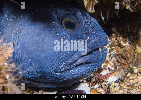 Lupo di mare (Anarhichas lupus) A Saltstraumen, Norvegia Foto Stock