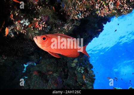 Comune di persico obeso (Priacanthus hamrur) sott'acqua in tropical reef del Mar Rosso Foto Stock