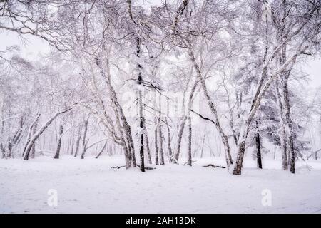 La neve e il gelo alberi coperti di neve foreste boscose di Harbin, Cina settentrionale, durante l'inverno 2019. Foto Stock