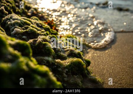 I muschi e le alghe sulle rocce in acqua contro il tramonto Foto Stock