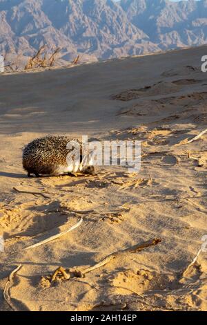 Deserto o Hedgehog Hedgehog etiope (Paraechinus aethiopicus) fotografato nel deserto in Israele. Questo riccio è un onnivori e è stato conosciuto Foto Stock