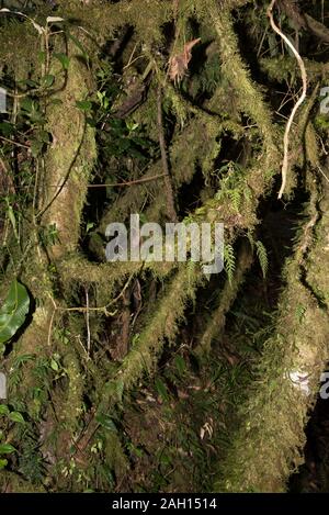 Lichen nella foresta primeval nel Parco Nazionale tropicale di Podocarpus nelle Ande a 3000 metri sul livello del mare in Ecuador. Foto Stock