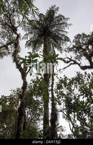 Foresta primeval nel Parco Nazionale tropicale Podocarpus nelle Ande a 3000 metri sul livello del mare in Ecuador. Foto Stock