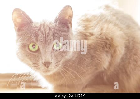 Gatto sul davanzale guardando dritto alla telecamera. Molto carino, divertente e smart cat nel mondo con copia spazio per il testo Foto Stock