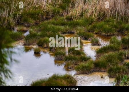 Le zone umide costiere dell'isola di Kefalonia, Grecia Foto Stock