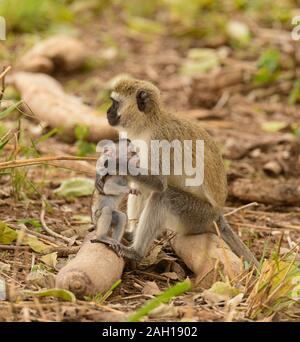 Vervet Monkey con baby (Scercopthecus aethiops), in Tarangire, Parco Nazionale, Tanzania Foto Stock