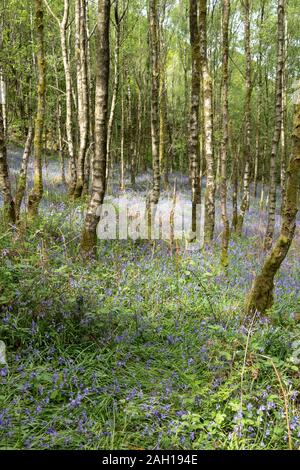 Argento di betulle e bluebells in un legno nel Lake District inglese Foto Stock