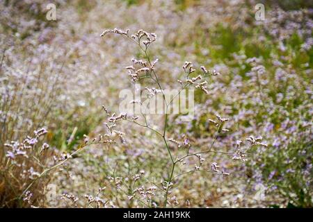 Le zone umide costiere dell'isola di Kefalonia, Grecia Foto Stock