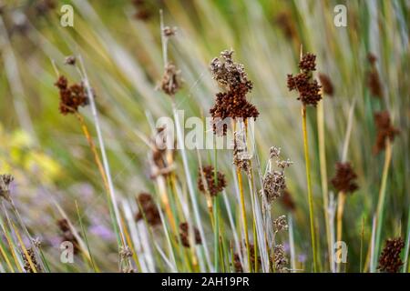 Le zone umide costiere dell'isola di Kefalonia, Grecia Foto Stock