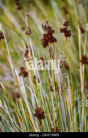 Le zone umide costiere dell'isola di Kefalonia, Grecia Foto Stock