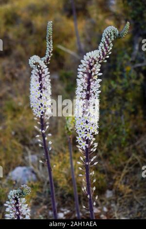 Sea Squill (Drimia maritima) al Fanari Beach, Argostoli, Cefalonia, Isole Ionie, Grecia Foto Stock