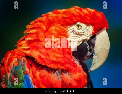 Scarlet Macaw, Ara macao Foto Stock
