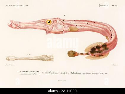 Illustrazione dei pesci d'epoca Foto Stock