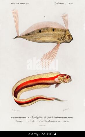 Illustrazione dei pesci d'epoca Foto Stock