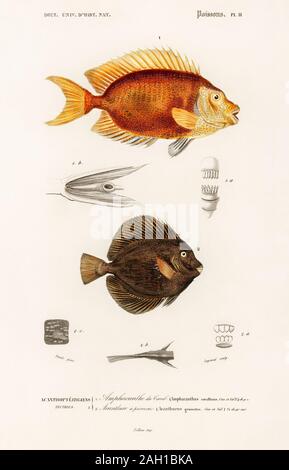 Illustrazione dei pesci d'epoca Foto Stock
