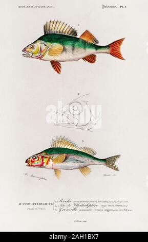 Illustrazione dei pesci d'epoca Foto Stock