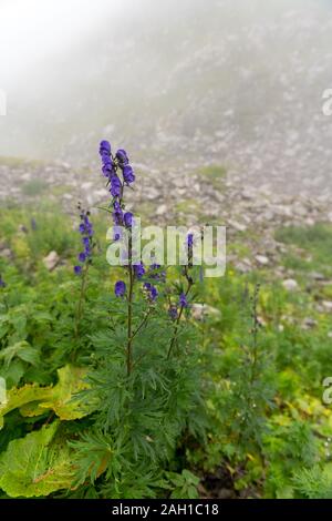 Alta dolphin fiori nelle alpi svizzere, in un prato. Foto Stock