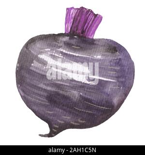 Acquerello ortaggi ravanello giardino, materie, agricoltura, vitamina, rosso, radice, schizzo, impostare, vernice Foto Stock