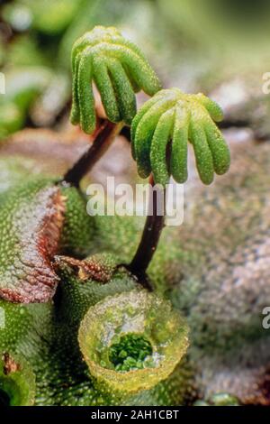 Liverwort, Marchantia polymorpha, femmina matura "ombrelloni' gemma maschio tazze Foto Stock