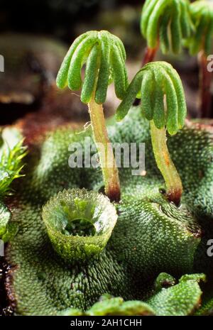 Liverwort, Marchantia polymorpha, femmina matura "ombrelloni' gemma maschio tazze Foto Stock