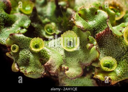 Liverwort, Marchantia polymorpha, femmina matura "ombrelloni' gemma maschio tazze Foto Stock