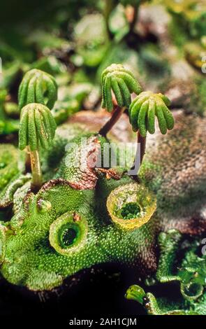 Liverwort, Marchantia polymorpha, femmina matura "ombrelloni' gemma maschio tazze Foto Stock