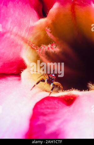 Elegante jumper dorato, Chrysilla lavta, ragno jumping, Malesia, ketCup di pomodoro Foto Stock