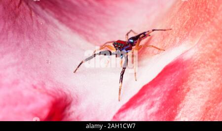 Elegante jumper dorato, Chrysilla lavta, ragno jumping, Malesia, ketCup di pomodoro Foto Stock