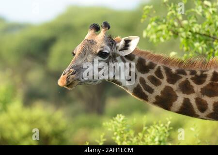 Primo piano di una giraffa Masai (Giraffa camelopardalis tippelskirchi o "Twiga" in Swaheli) immagine presa su Safari situato nel Parco Nazionale del Serengeti,Tan Foto Stock