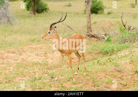 Primo piano della Impala (nome scientifico: Aepyceros melampus, o "WALA pala' in Swaheli) nel Parco Nazionale di Tarangire e, Tanzania Foto Stock