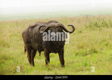 Primo piano della Buffalo (nome scientifico: Syncerus caffer o 'Nyati o Mbogo' in Swaheli) nel Serengeti/Tarangire, Lago Manyara Ngorogoro parco nazionale Foto Stock
