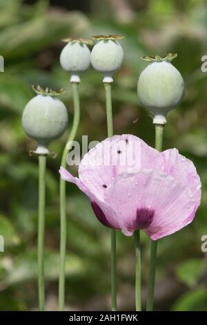 Piccoli insetti neri Arrampicata su petali di un papavero (Papaver somniferum) con Teste di seme in background Foto Stock