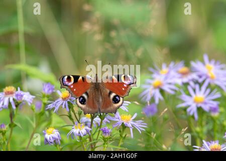 Una farfalla di pavone (Aglais Io) si stabilì su Michaelmas Daisies (Symphyotrichum Novi-Belgi) Foto Stock
