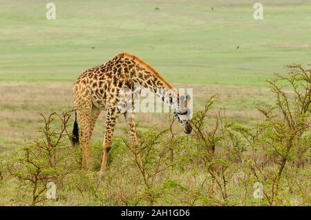 Primo piano di una giraffa Masai (Giraffa camelopardalis tippelskirchi o "Twiga" in Swaheli) immagine presa su Safari situato nel Parco Nazionale del Serengeti,Tan Foto Stock