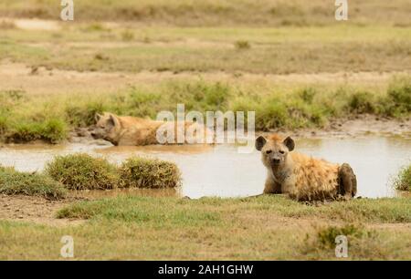 Spotted Hyena (Crocuta crocuta) nel Parco Nazionale del Serengeti Foto Stock