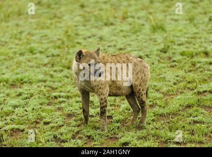 Spotted Hyena (Crocuta crocuta) nel Parco Nazionale di Tarangire e Foto Stock