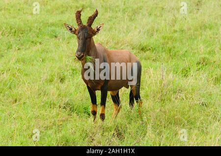 Topi (nome scientifico: Damaliscus lunatus jimela o 'Nyamera' in Swaheli) nel Serengeti/Tarangire, Lago Manyara Ngorogoro National Park, Tanzania Foto Stock