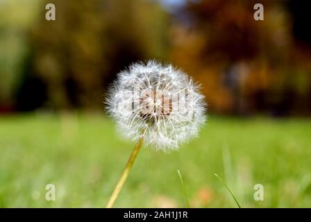 Simeone un paracadute nella forma di un anthodium di tarassaco su uno sfondo di erba verde Foto Stock