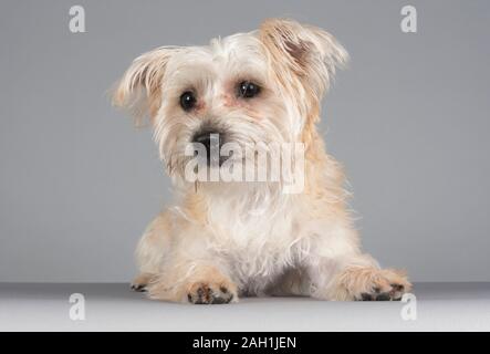 Un cane Morkie (croce tra un maltese e uno Yorkshire Terrier), cucciolo, maschio, Regno Unito. Foto Stock