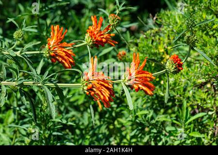 I fiori d'arancio della coda di un leone (Leonotis leonurus) Foto Stock