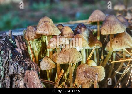 Piccolo giallo e marrone di funghi con cappucci di punta su un marciume tronco di albero Foto Stock
