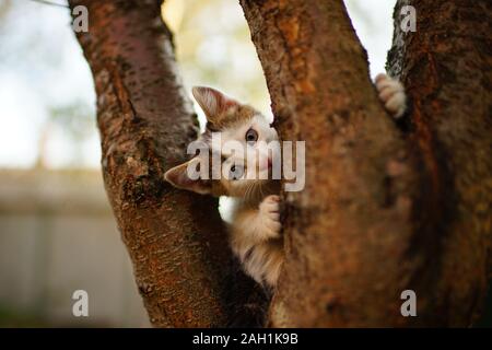 Adorabile cucciolo bianco giocare su un albero. Ritratto di un simpatico gatto domestico nel gioco. Foto Stock