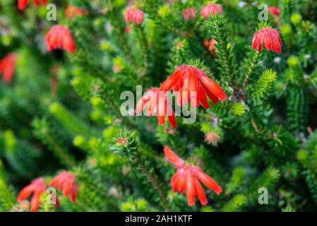 I fiori di un brughiera (Erica cerinthoides) Foto Stock