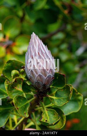 Il grande bocciolo di fiori di un Protea re (Protea cynaroides) Foto Stock