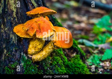 Greville di funghi in macro closeup, funghi commestibili della specie da le foreste in Europa Foto Stock