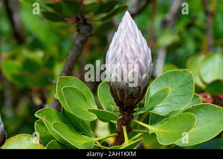 Il grande bocciolo di fiori di un Protea re (Protea cynaroides) Foto Stock