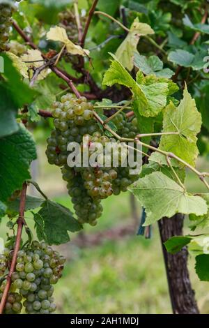 Itinerario del vino di Vienna Foto Stock